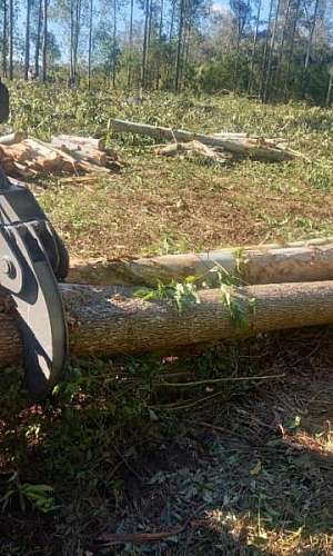 Garra florestal comprar Garra florestal comprar