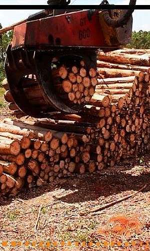 Garra florestal Garra florestal